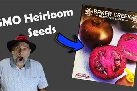 Worlds First GMO Heirloom Tomato!