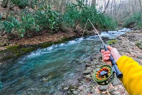 My Biggest Brook Trout of the Year! (Fly Fishing for brown, brook, and rainbow trout)