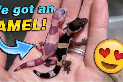 We got Baby Fat-tailed Geckos!!