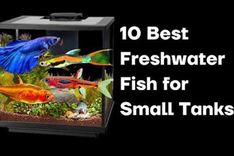 The 10 Best Freshwater Fish for Small Tanks