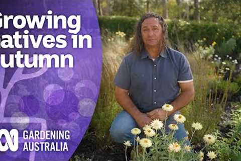 Grow these natives over exotic plants this Autumn | Australian native plants | Gardening Australia