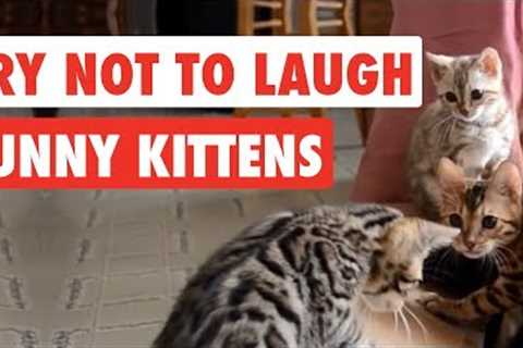99% Lose this TRY NOT TO LAUGH Challenge - Funny Kittens Video