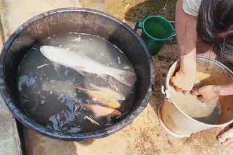 Catching  and Cooking Fish for Survival, in village life..