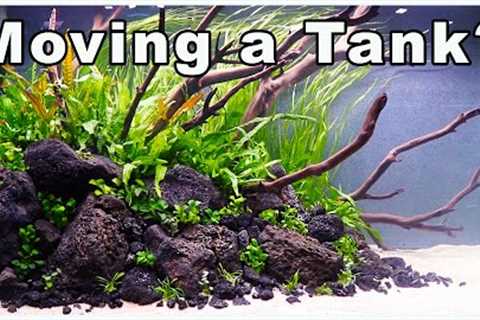 How to Move a Fish Tank and Minimize Fish Stress!