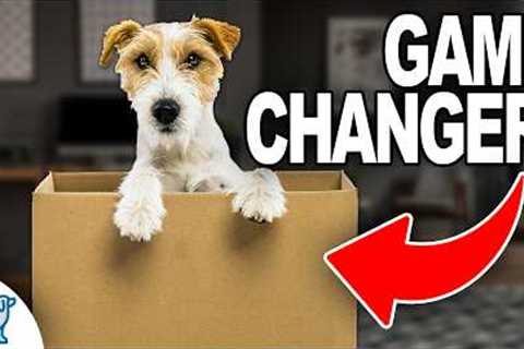 3 Indoor Exercises That TRANSFORM Your Outdoor Dog Training