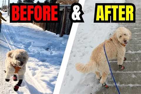 Dog Pulls on Leash After Getting a Treat? Try THIS!