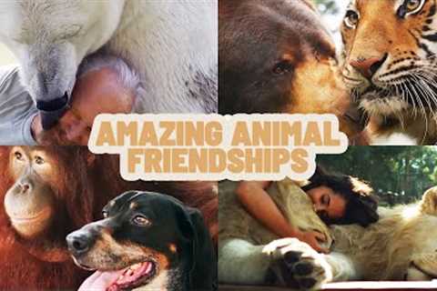 Unbelievable Animal Friendships | Animal Odd Couples