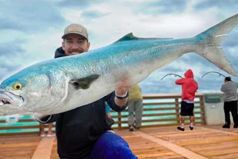 Ultimate Pier Trash Fish Catch, Clean &amp; Cook! Massive Pier Bluefish