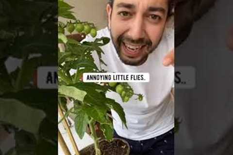 How to Keep Gnats Away from Plants | creative explained