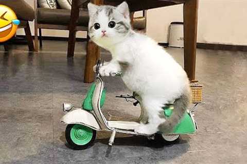 Funniest Animals 2024 🤣 Best Funny Cats and Dogs Videos 😻🐶 Part 25
