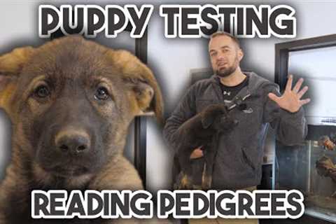 How to TEST Puppies &amp; Read Pedigrees