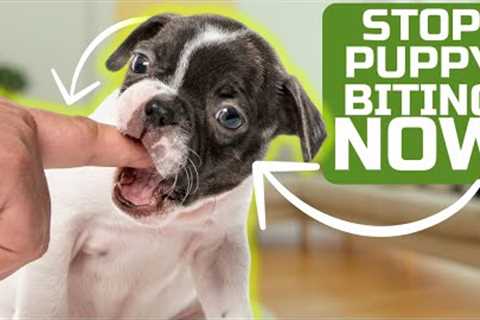 How To Stop Puppy Biting Easily