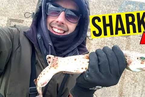 I CAUGHT A SHARK - DAY 24
