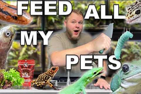 Feeding ALL 100 of my PETS 2024!!