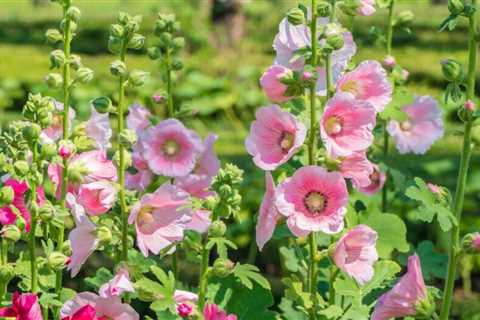 Create a Cottage Garden of Your Dreams With These 12 Flowering Plants