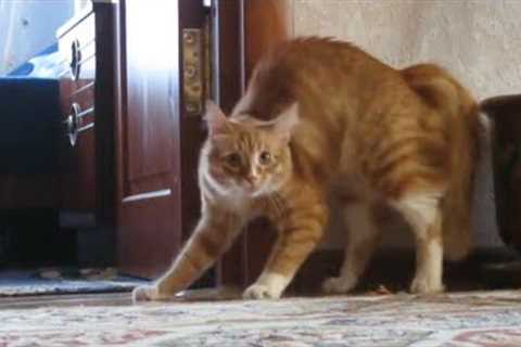 Adrenaline Cats | Funny Cat Video Compilation 2020