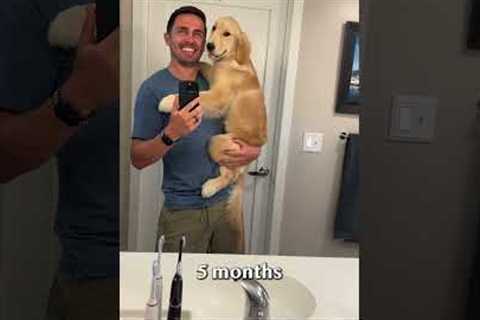 Puppy transforms into a teenager in 20 seconds