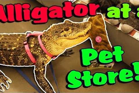 My Alligator Picks out a New Toy at the Pet Store!