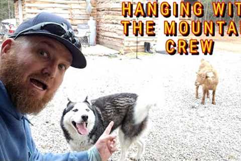 THE MOUNTAIN IS BUZZING |tiny house, homesteading, off-grid, cabin build, DIY HOW TO sawmill tractor