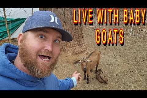 LIVE WITH THE NEW BABIES |tiny house, homesteading, off-grid, cabin build DIY HOW TO sawmill tractor