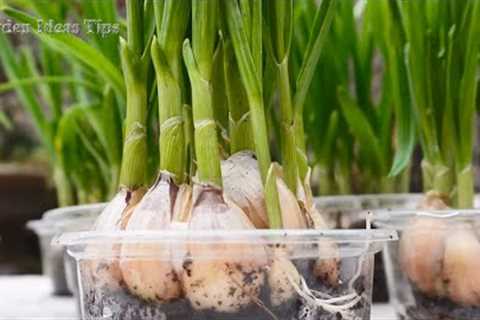 TIMELAPSE: Vegetables Gardening Hacks in Balcony for Beginners, Gardening Tips at Home