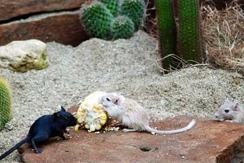 Cat Games | CAT TV 😻 Video for Cats to Watch 😻 Mouse hide &amp; seek and Play in jerry holes 🐭