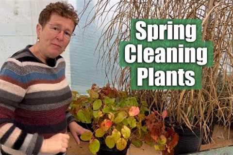 Spring Cleaning Some Perennials That Need Pruning Back