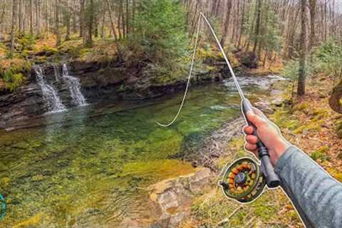 My FAVORITE Creek To Trout Fish! (Fly Fishing for Rainbow and Brook Trout)