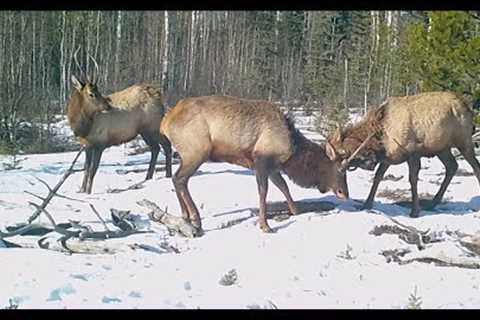 Trail Camera Video – Mar 9, 2024