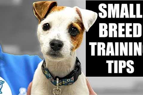5 IMPORTANT Tips For Small Breed Puppy Training!