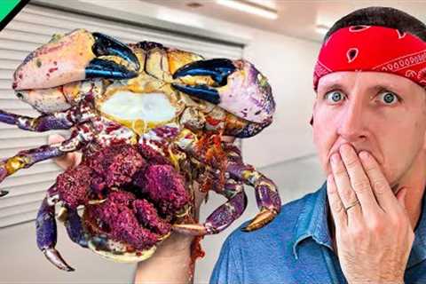 South America's Most Dangerous Seafood!!