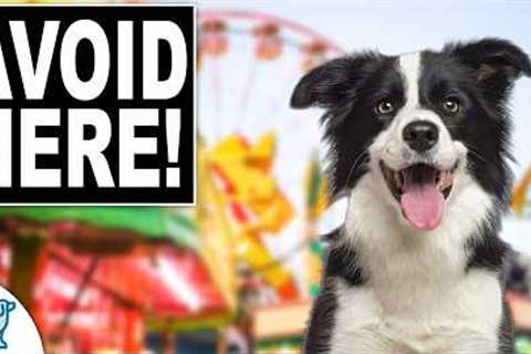 3 Places You Should NEVER Take Your Dog