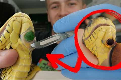 DISGUSTING OBJECT FOUND IN SNAKES JAW!