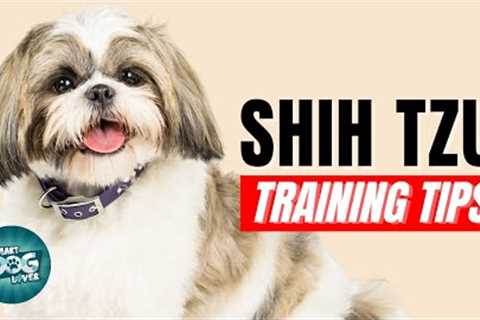 How to Train Your Shih Tzu | Best Shih Tzu Puppy Training Tips