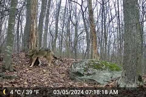 Our Backyard Animals Trail Camera Videos - New England Coyotes, deer and a raccoon.