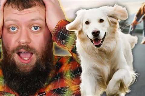How To Stop Your Dog Pulling On The Leash Quickly