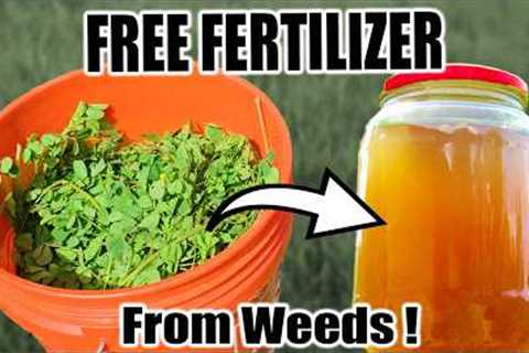 Free Fertilizer From Weeds!