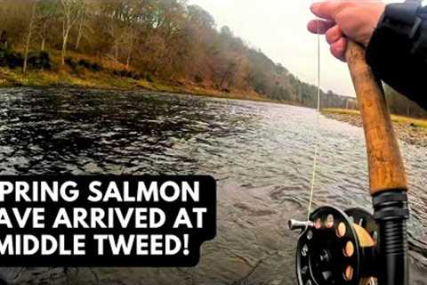 Spring Salmon Have Arrived at middle Tweed! Fly Fishing Scotland 2024