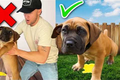 How To Potty Train Your Puppy In 4 Days! 10 Week Old Puppy Potty Training!
