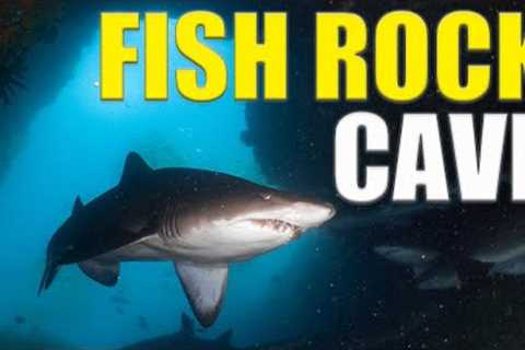 Scuba Diving LEGENDARY Australian Dive Site FISH ROCK CAVE At South West Rocks