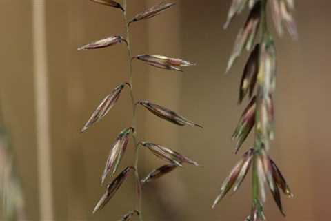 Seven Native Grasses to Plant in Your Yard