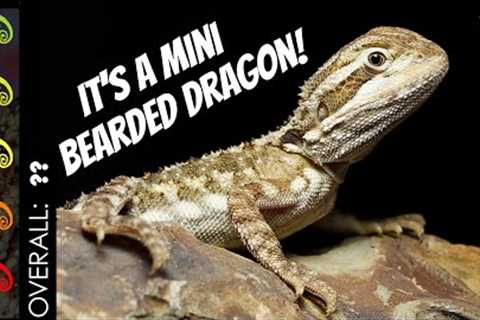 Rankin's Dragon, The Best Pet Lizard?