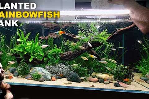 Making A Clean Jungle Aquarium For My Rainbowfish