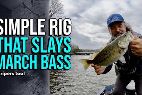 Simple Rig That Slays March Bass! #lakelanierfishing2024 #bassfishing