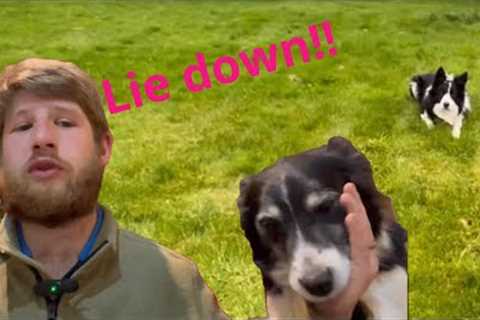 Basic dog training, hints and tips