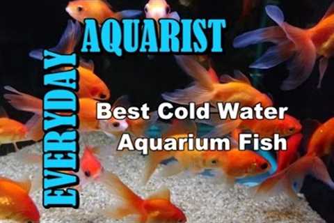 Best Cold Water &amp; Temperate Freshwater Aquarium Fish