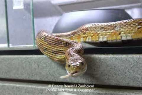 episode #1096 mixed bag of snakes feeding movie