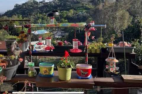 Just a Note for today on Hummingbirds from Robbie and Gary Gardening Easy is live!