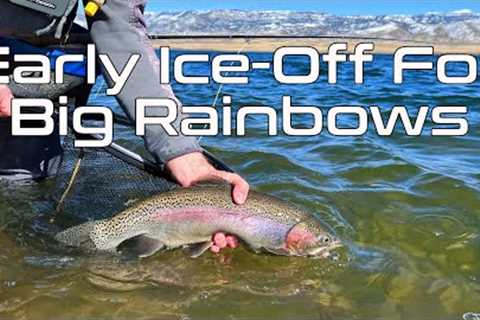 Ice Off in February? | Fly Fishing Early Season Rainbows