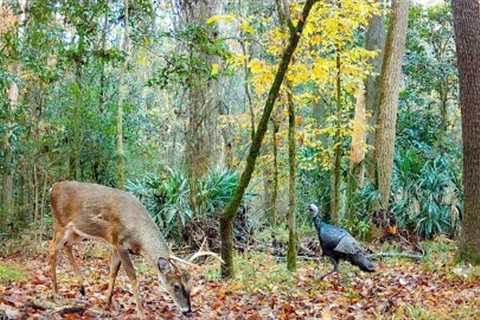 A Camera in the Deer Woods (Alabama Trail Cam)